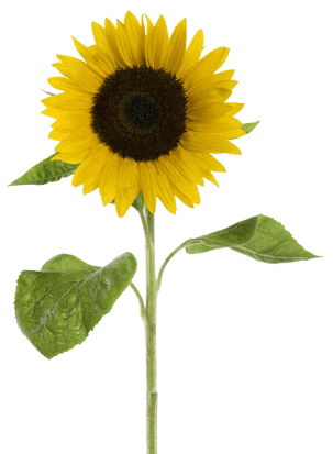 Creative Kids Fort Mill growing sunflower